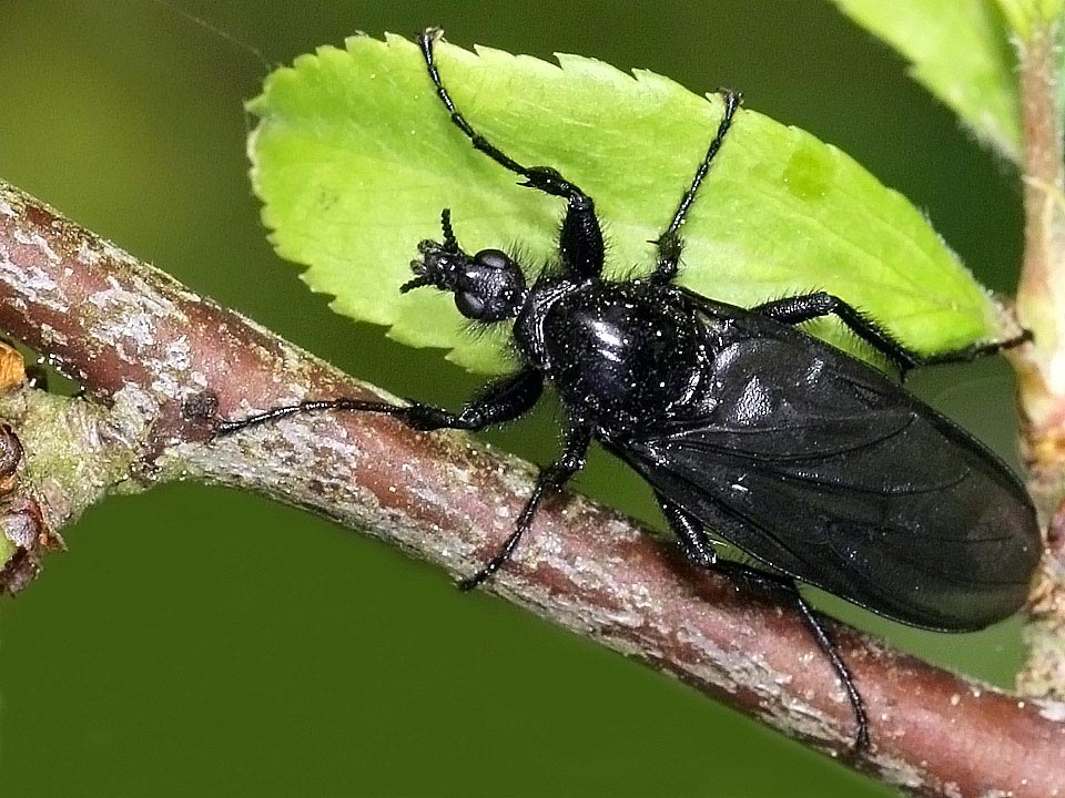 Weibchen der Märzfliege - Bibio marci