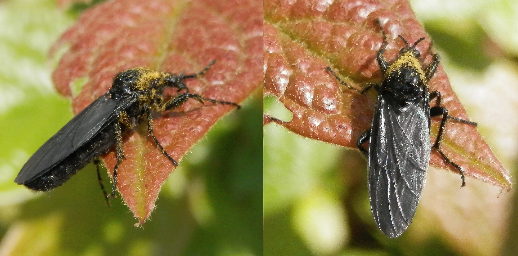 Weibchen der Märzfliege (Bibio marci) - Makro-Collage