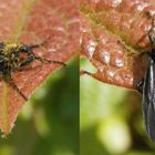 Weibchen der Märzfliege (Bibio marci) - Makro-Collage