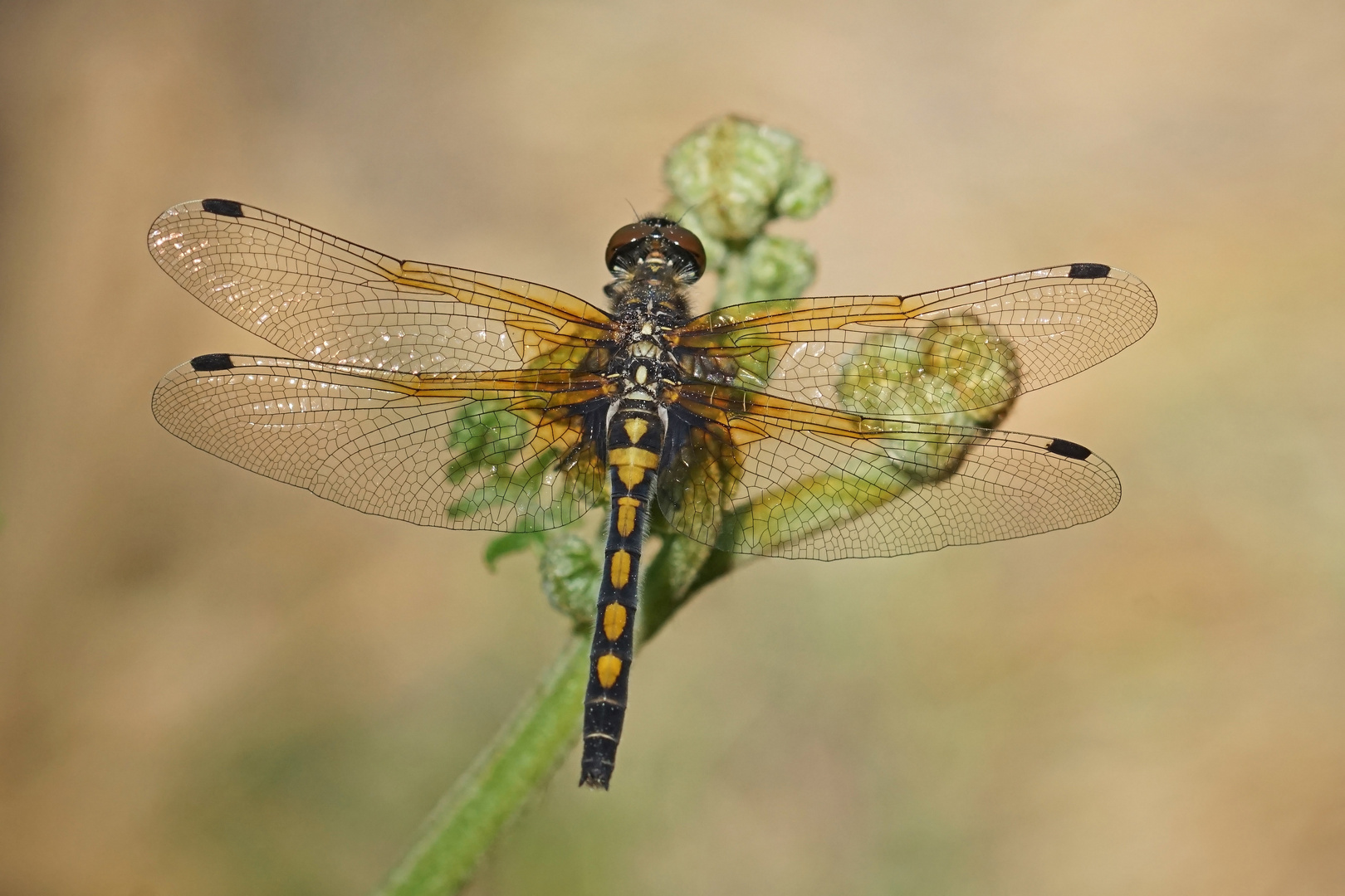 Weibchen der Nordischen Moosjungfer (Leucorrhinia rubicunda)