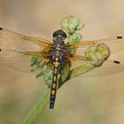 Weibchen der Nordischen Moosjungfer (Leucorrhinia rubicunda)