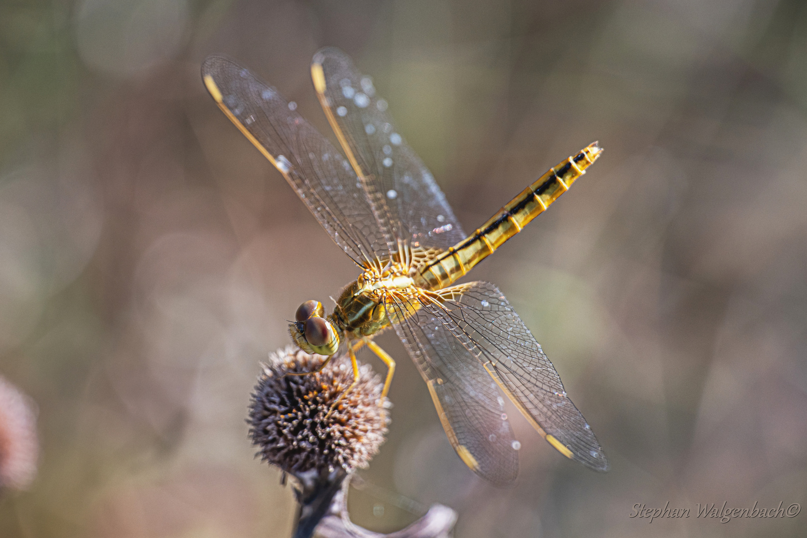 Weibchen der Orient Feuerlibelle