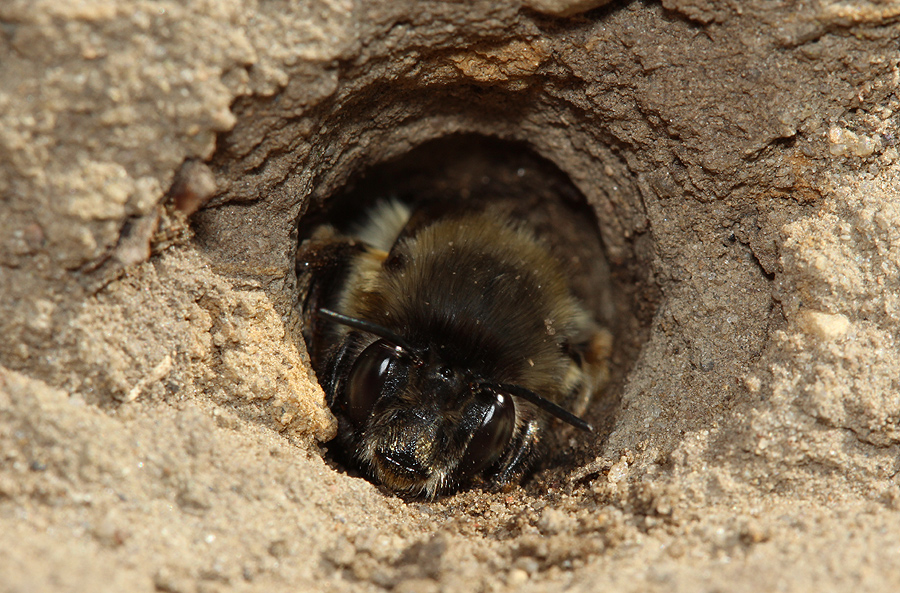 Weibchen der Pelzbiene im Nesteingang