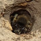 Weibchen der Pelzbiene im Nesteingang