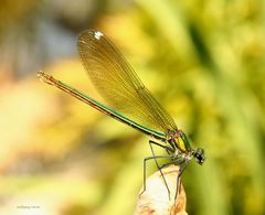 Weibchen der Prachtlibelle