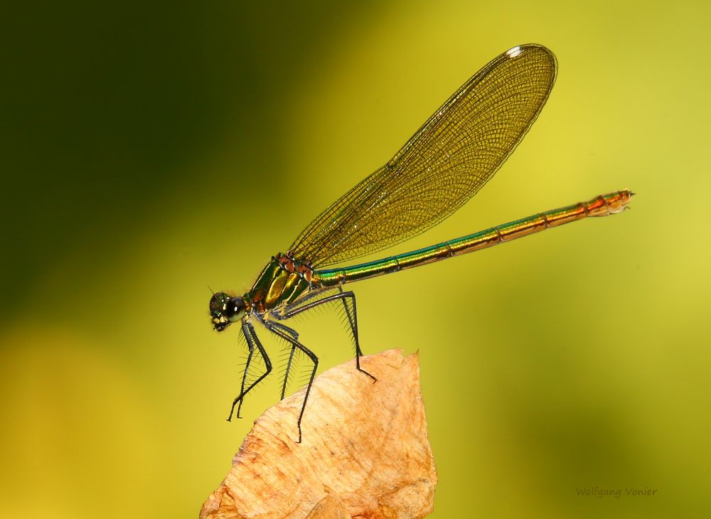 Weibchen der Prachtlibelle 