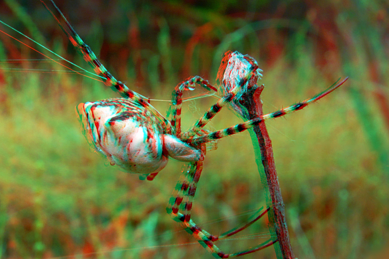 Weibchen der Radnetzspinne (Argiope lobata) wildlife