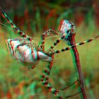 Weibchen der Radnetzspinne (Argiope lobata) wildlife