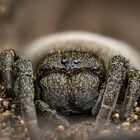 Weibchen der Roten Röhrenspinne 