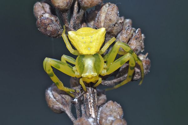 Weibchen der seltenen Gehöckerten Krabbenspinne Thomisus onustus! - Thomise enflée.