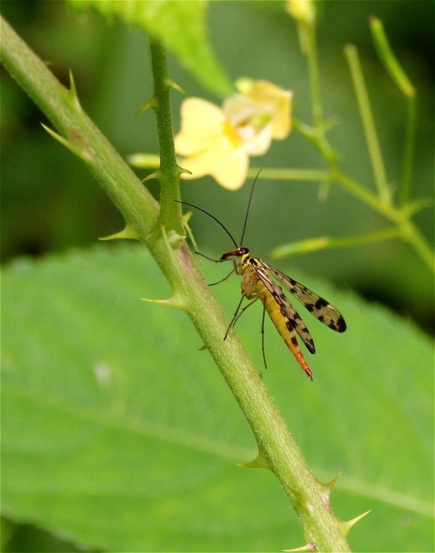 Weibchen der Skorpionfliege