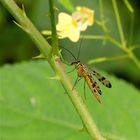 Weibchen der Skorpionfliege