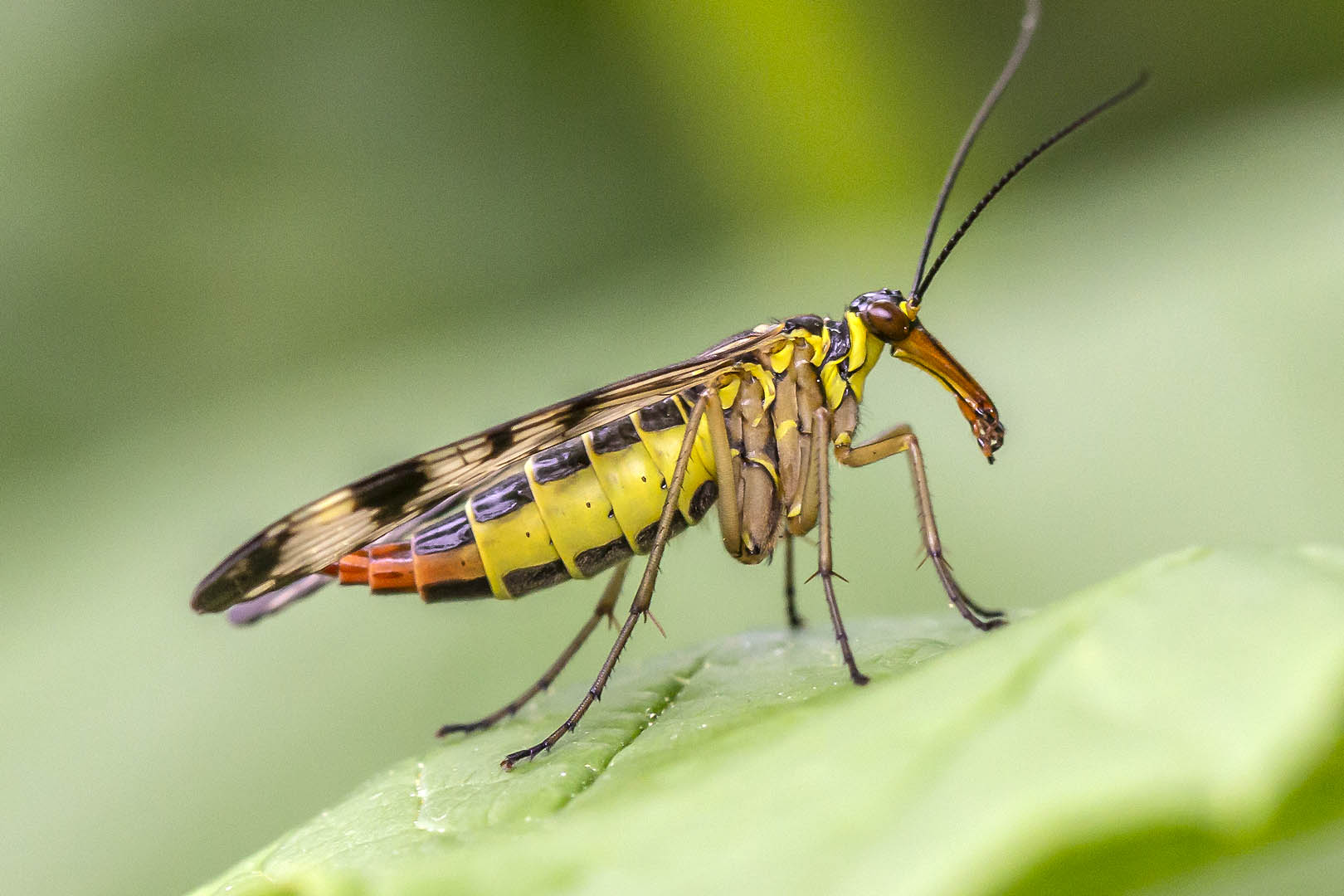 Weibchen der Skorpionsfliege