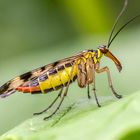 Weibchen der Skorpionsfliege