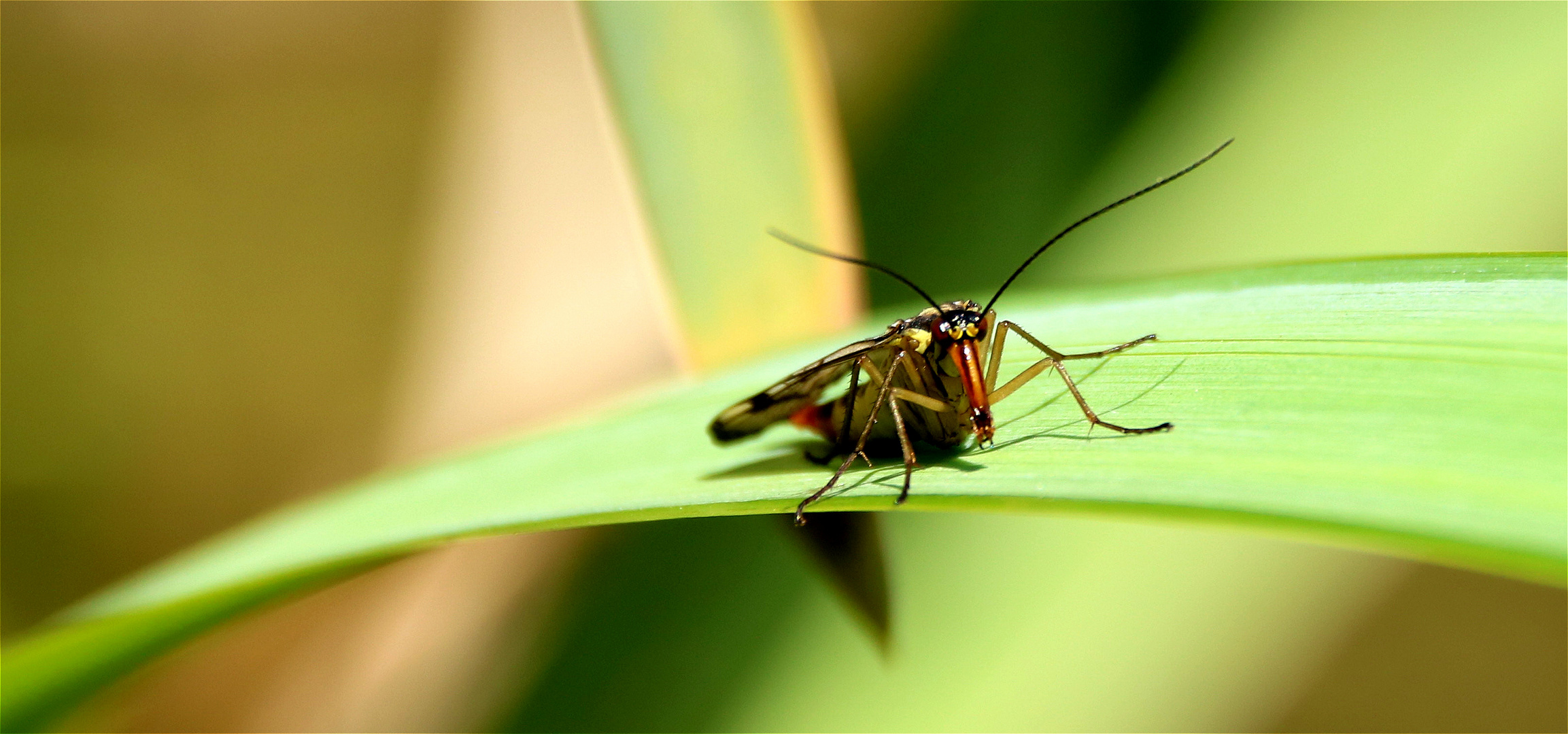 Weibchen der Skorpionsfliege