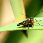 Weibchen der Skorpionsfliege