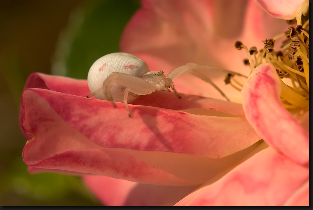 Weibchen der Veränderlichen Krabbenspinne auf Rosenblüten