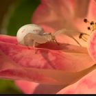 Weibchen der Veränderlichen Krabbenspinne auf Rosenblüten