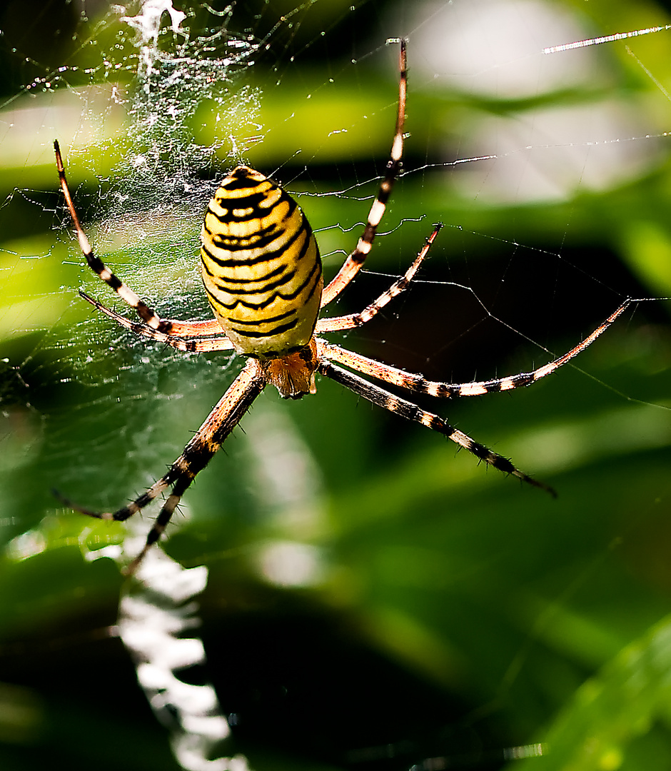 Weibchen der Wespenspinne