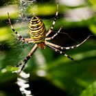 Weibchen der Wespenspinne