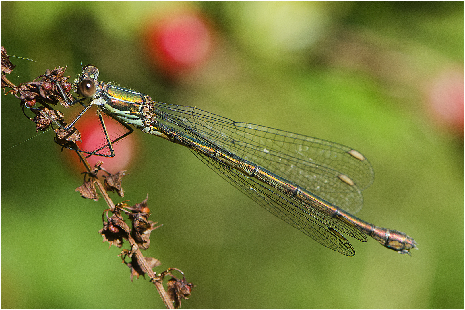 Weibchen der Westlichen Weidenjungfer statt Kleine Binsenjungfer - Lestes virens (?)