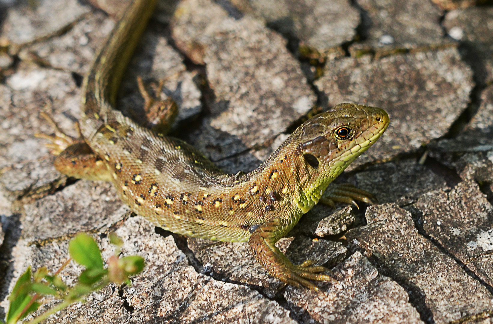 Weibchen der Zauneidechse