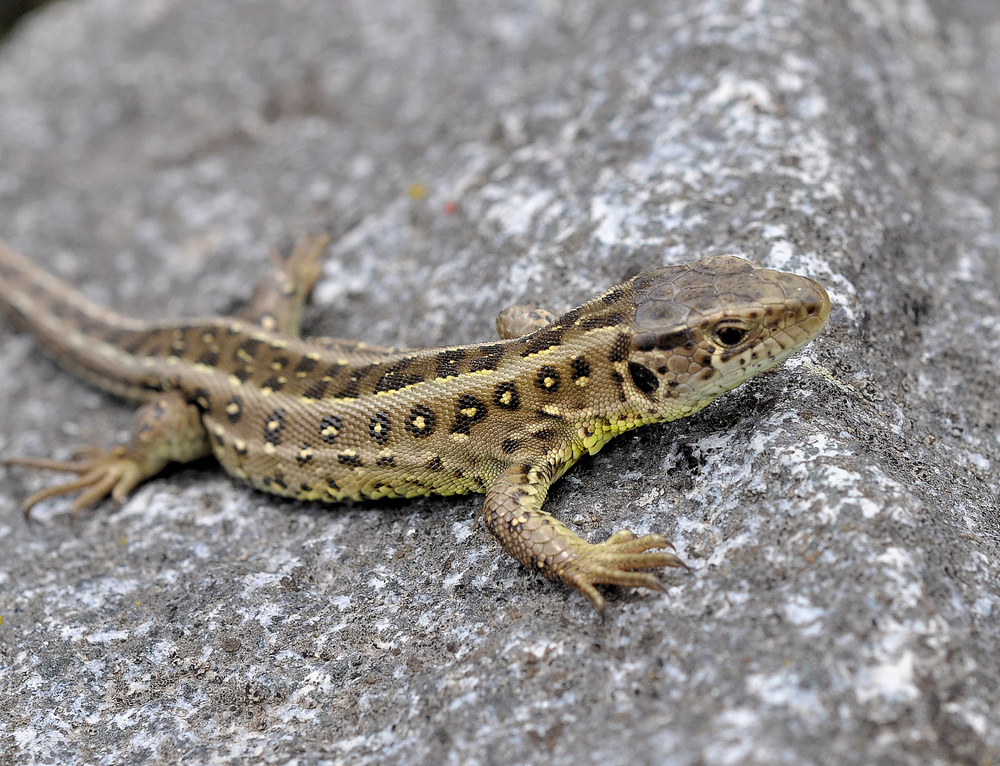 Weibchen der Zauneidechse