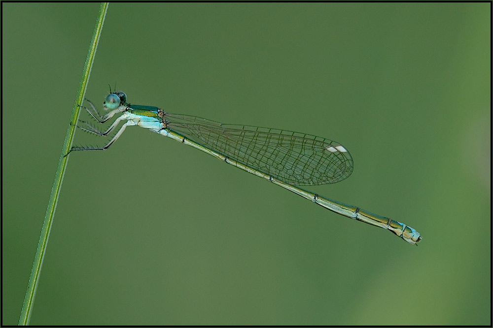 Weibchen der Zwerglibelle (Nehalennia speciosa)