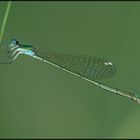 Weibchen der Zwerglibelle (Nehalennia speciosa)