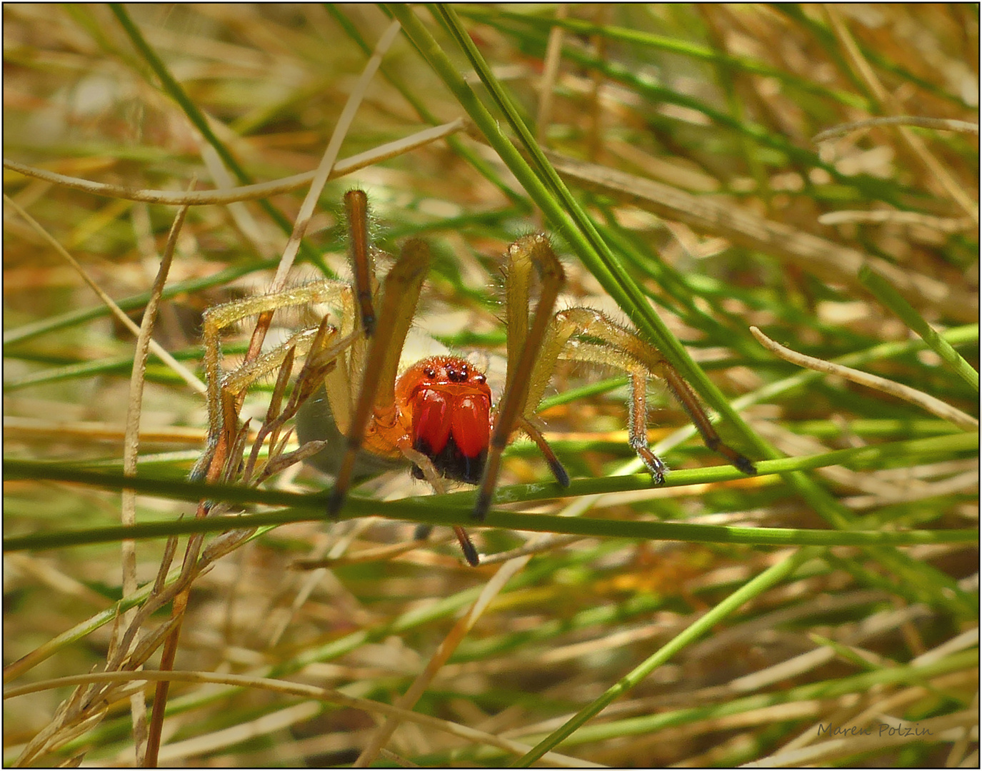 Weibchen des Ammen-Dornfingers