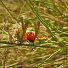 Weibchen des Ammen-Dornfingers