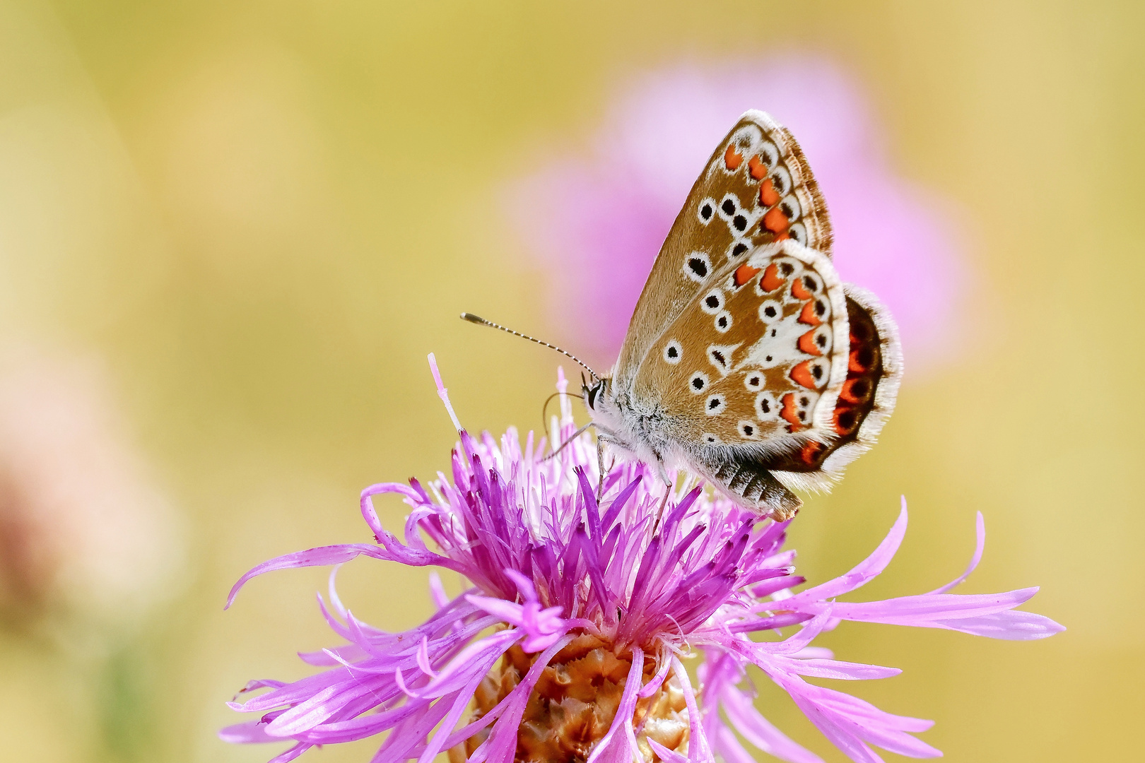 Weibchen des Aricia agestis - Kleiner Sonnenröschen-Bläuling