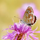 Weibchen des Aricia agestis - Kleiner Sonnenröschen-Bläuling