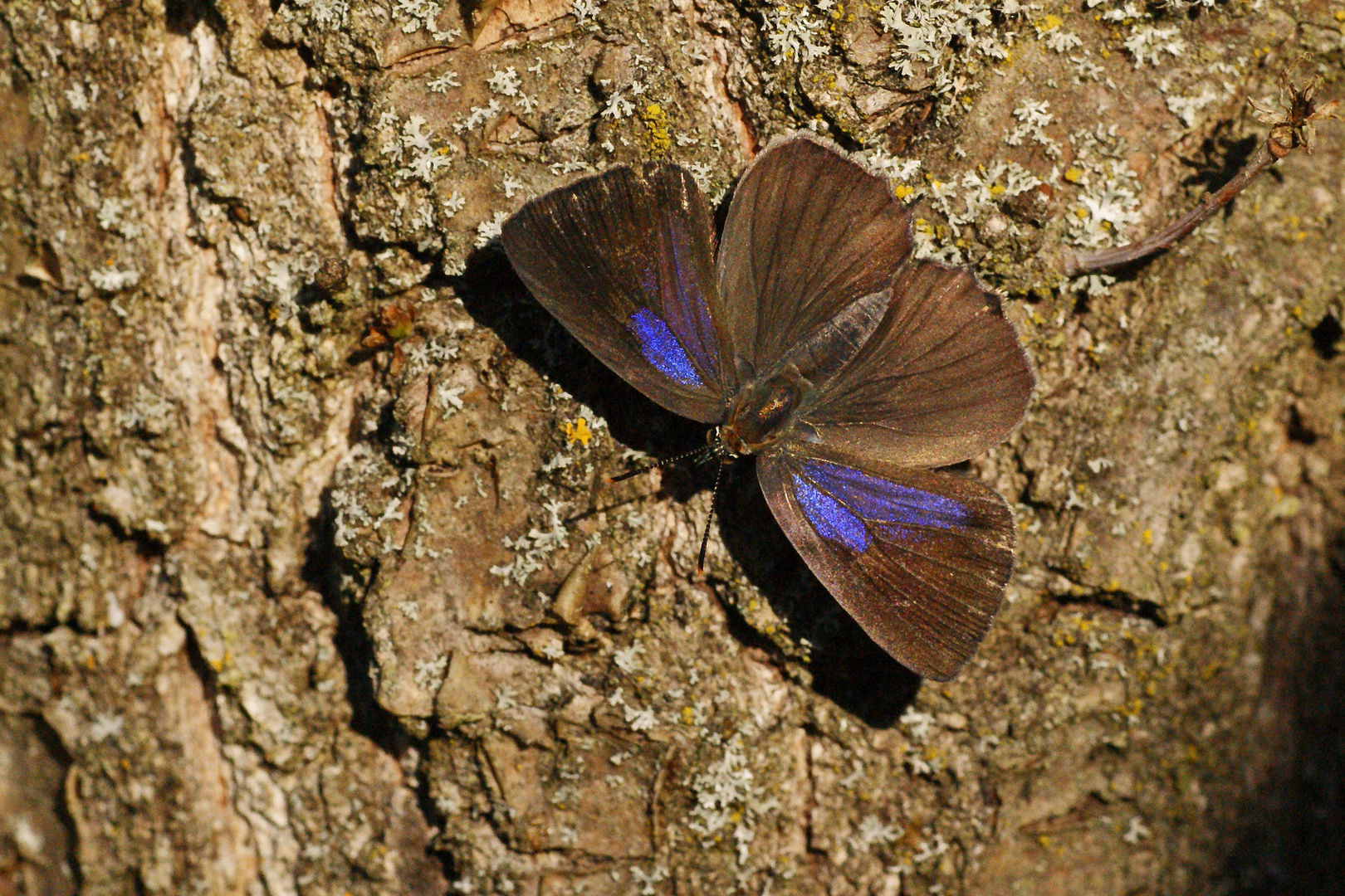 Weibchen des Blauen Eichenzipfelfalters