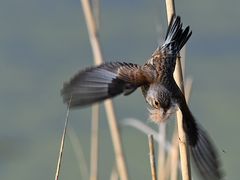 Weibchen des Bluthänfling im Westhavelland