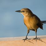 Weibchen des Bootschwanzgrackels