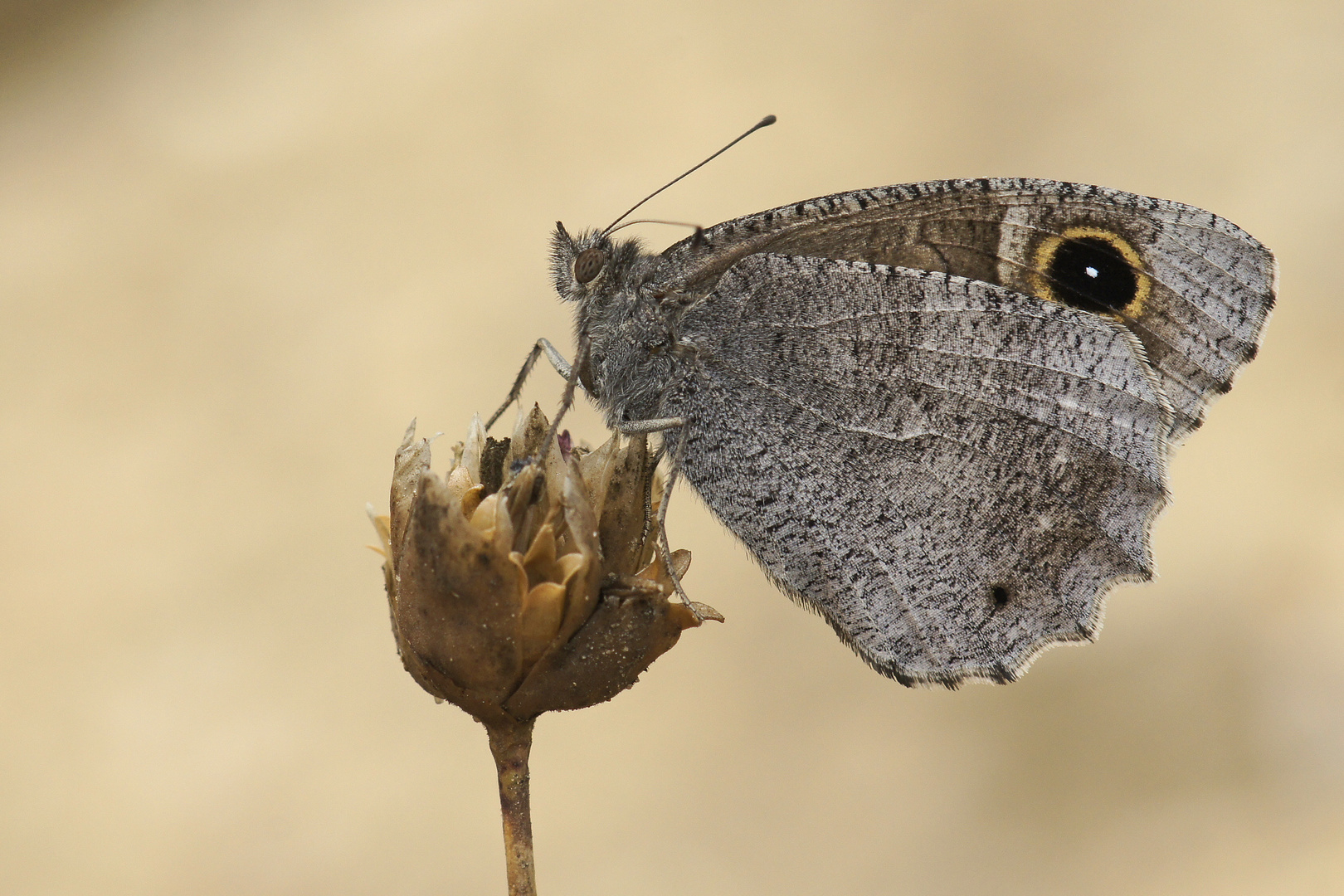 Weibchen des Eisenfarbenen Samtfalters (Hipparchia statilinus)