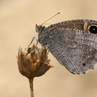 Weibchen des Eisenfarbenen Samtfalters (Hipparchia statilinus)