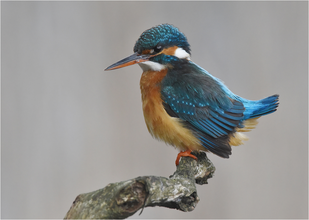 Weibchen des Eisvogels