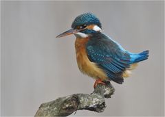 Weibchen des Eisvogels