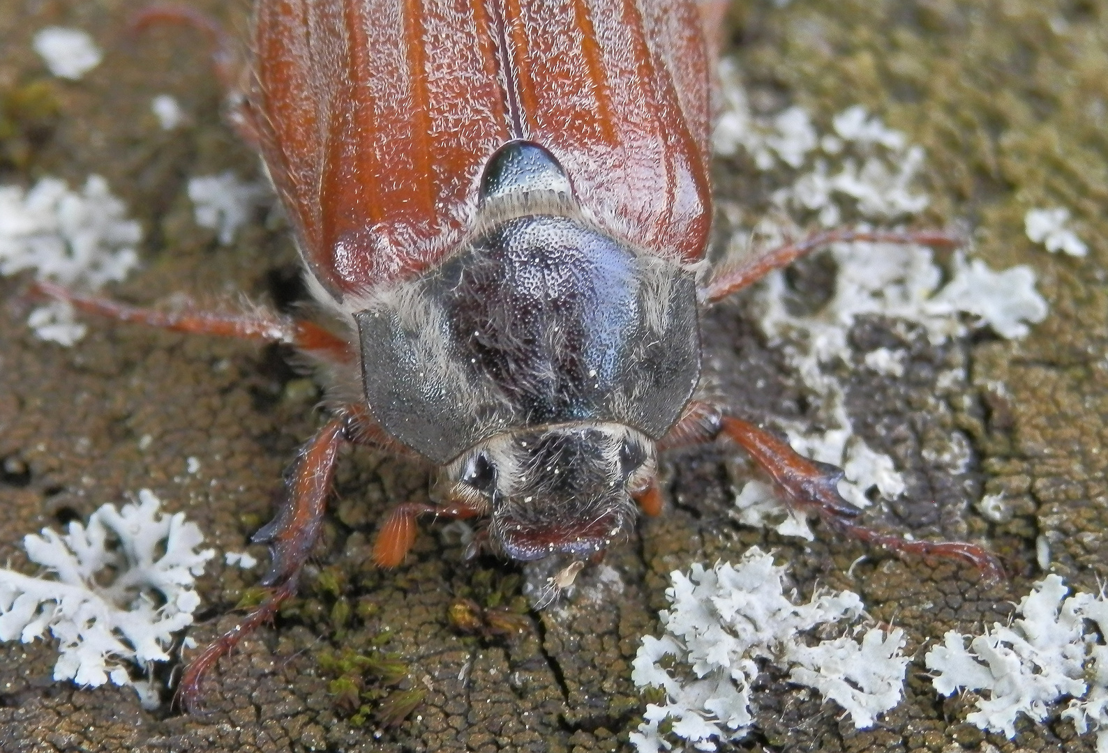 Weibchen des Feldmaikäfers (Melolontha melolontha)