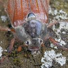 Weibchen des Feldmaikäfers (Melolontha melolontha)