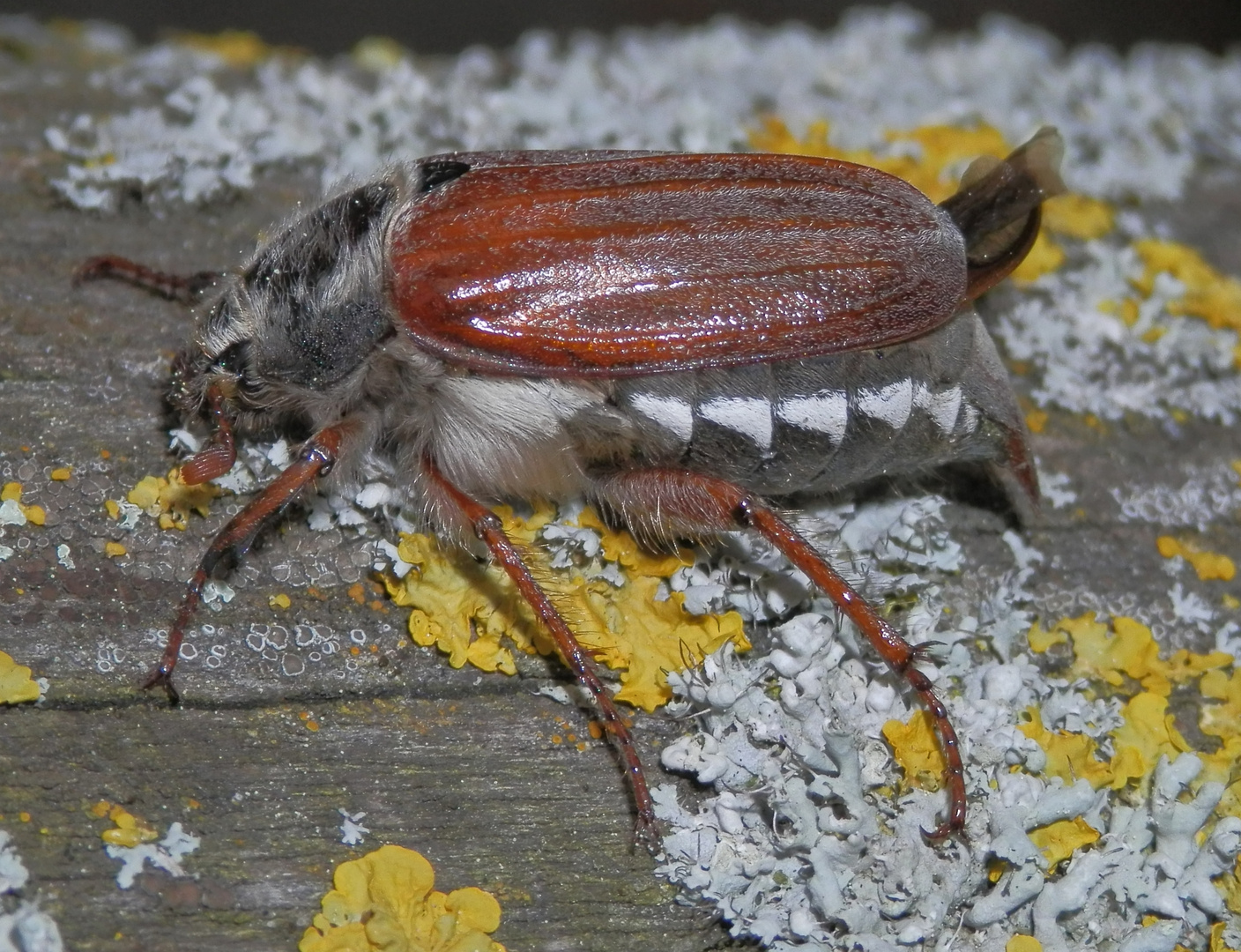 Weibchen des Feldmaikäfers (Melolontha melolontha)