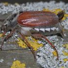 Weibchen des Feldmaikäfers (Melolontha melolontha)