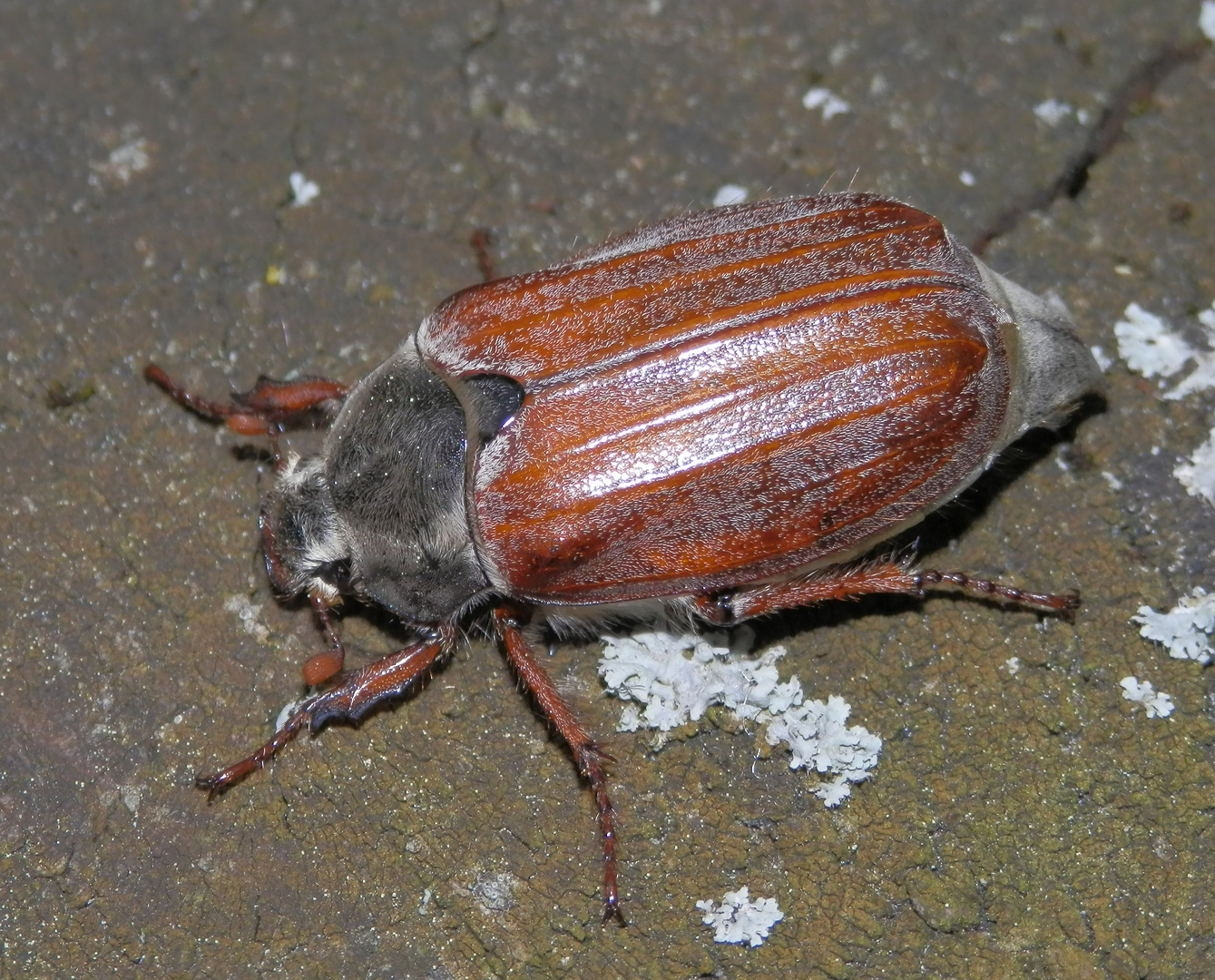 Weibchen des Feldmaikäfers (Melolontha melolontha)