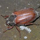 Weibchen des Feldmaikäfers (Melolontha melolontha)