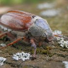 Weibchen des Feldmaikäfers (Melolontha melolontha)