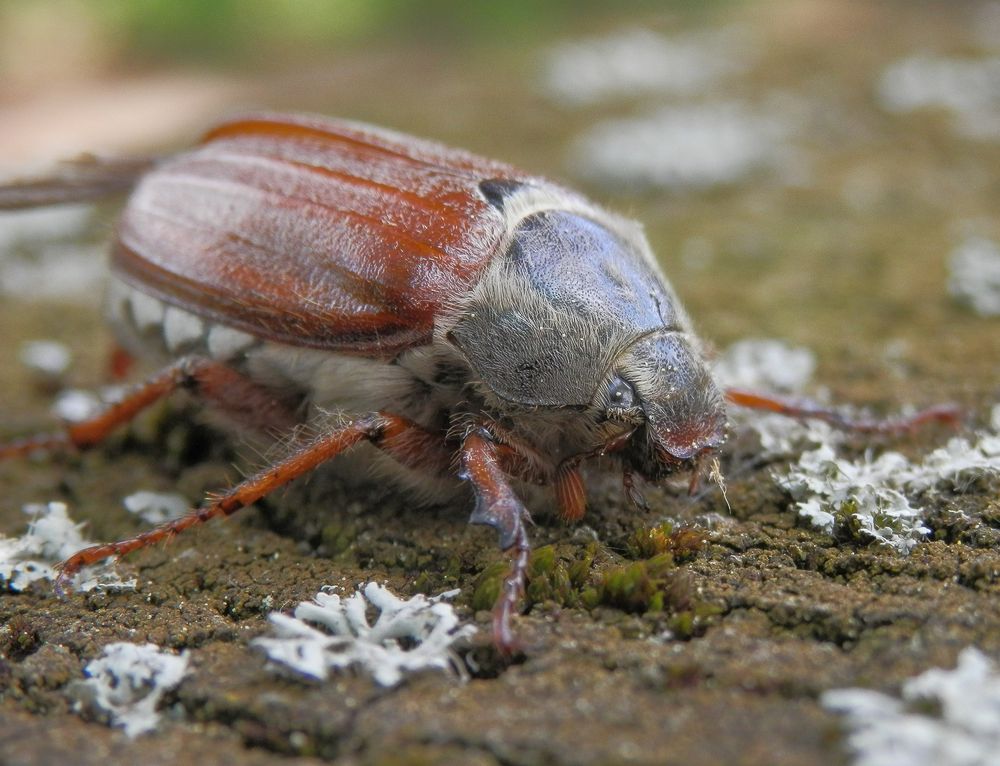 Weibchen des Feldmaikäfers (Melolontha melolontha)