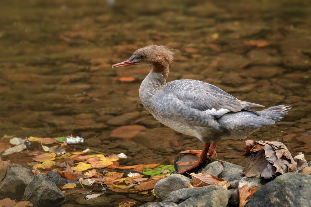  Weibchen des Gänsesägers