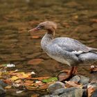  Weibchen des Gänsesägers